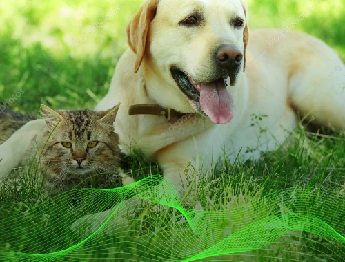 Thetahealing ANIMALI